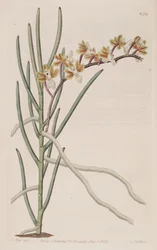 Illustration of Cleisostoma simondii (as syn. Vanda teretifolia)